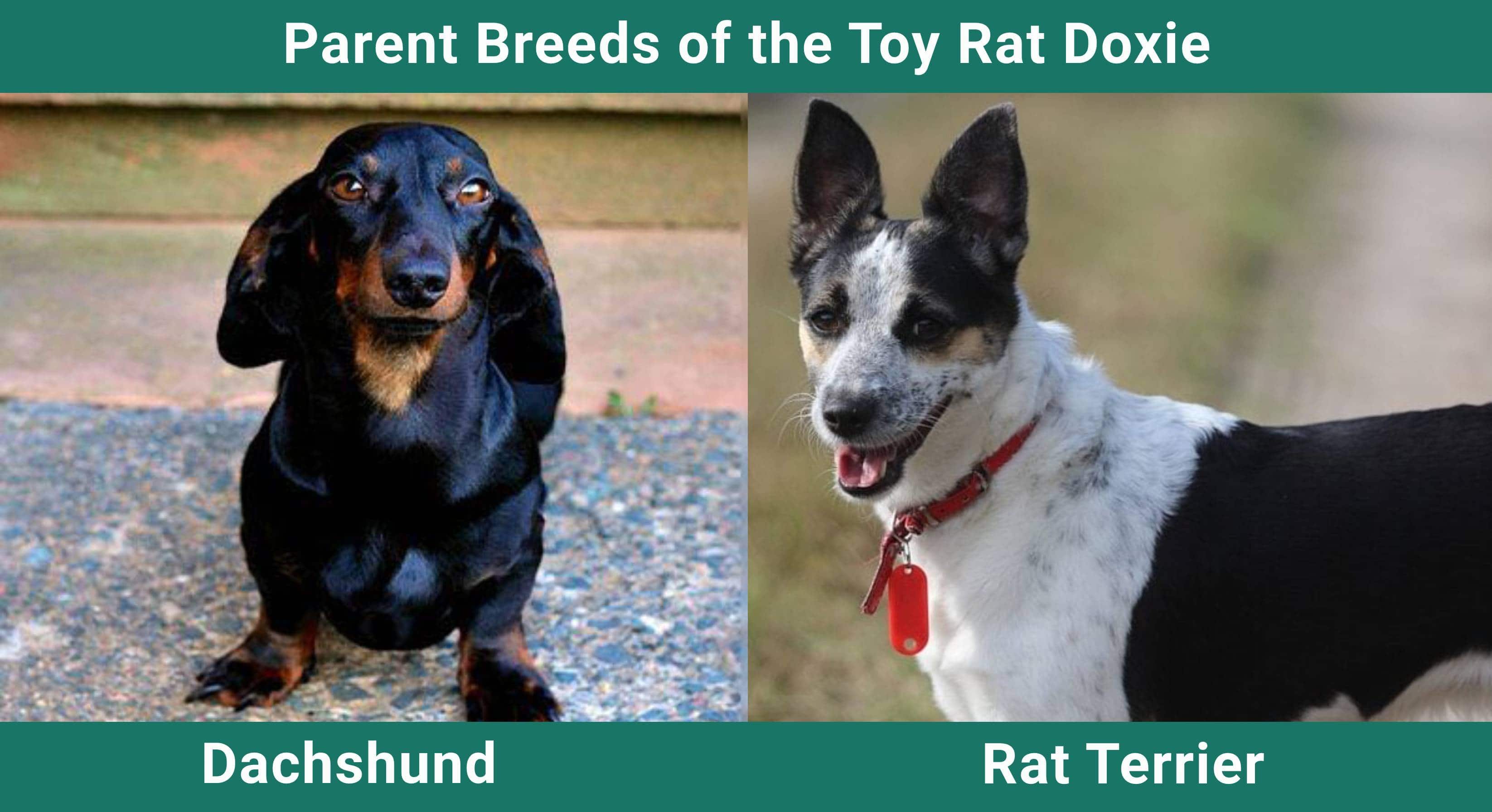 Parent_breeds_Toy-Rat-Doxie