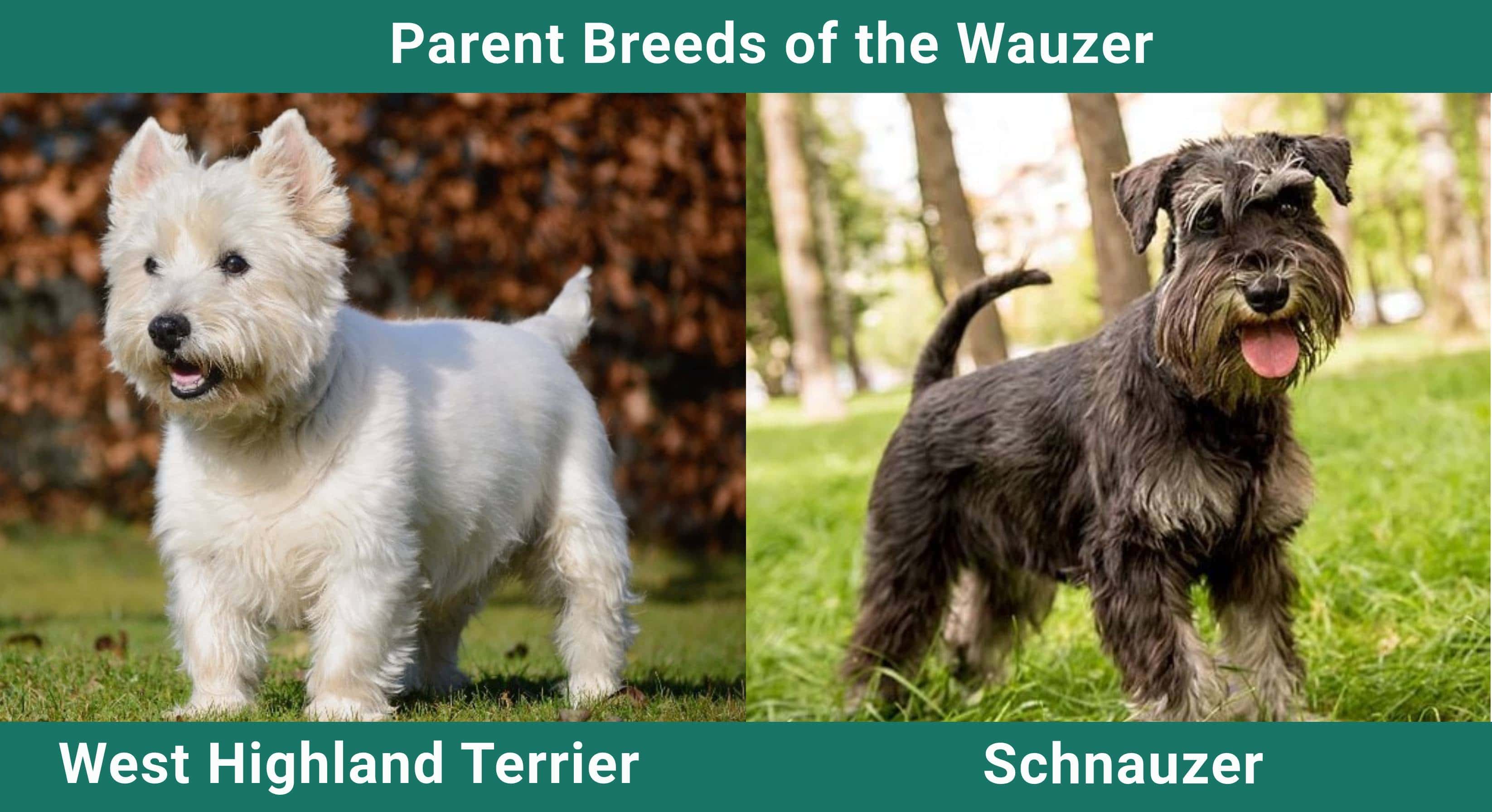 Parent_breeds_Wauzer
