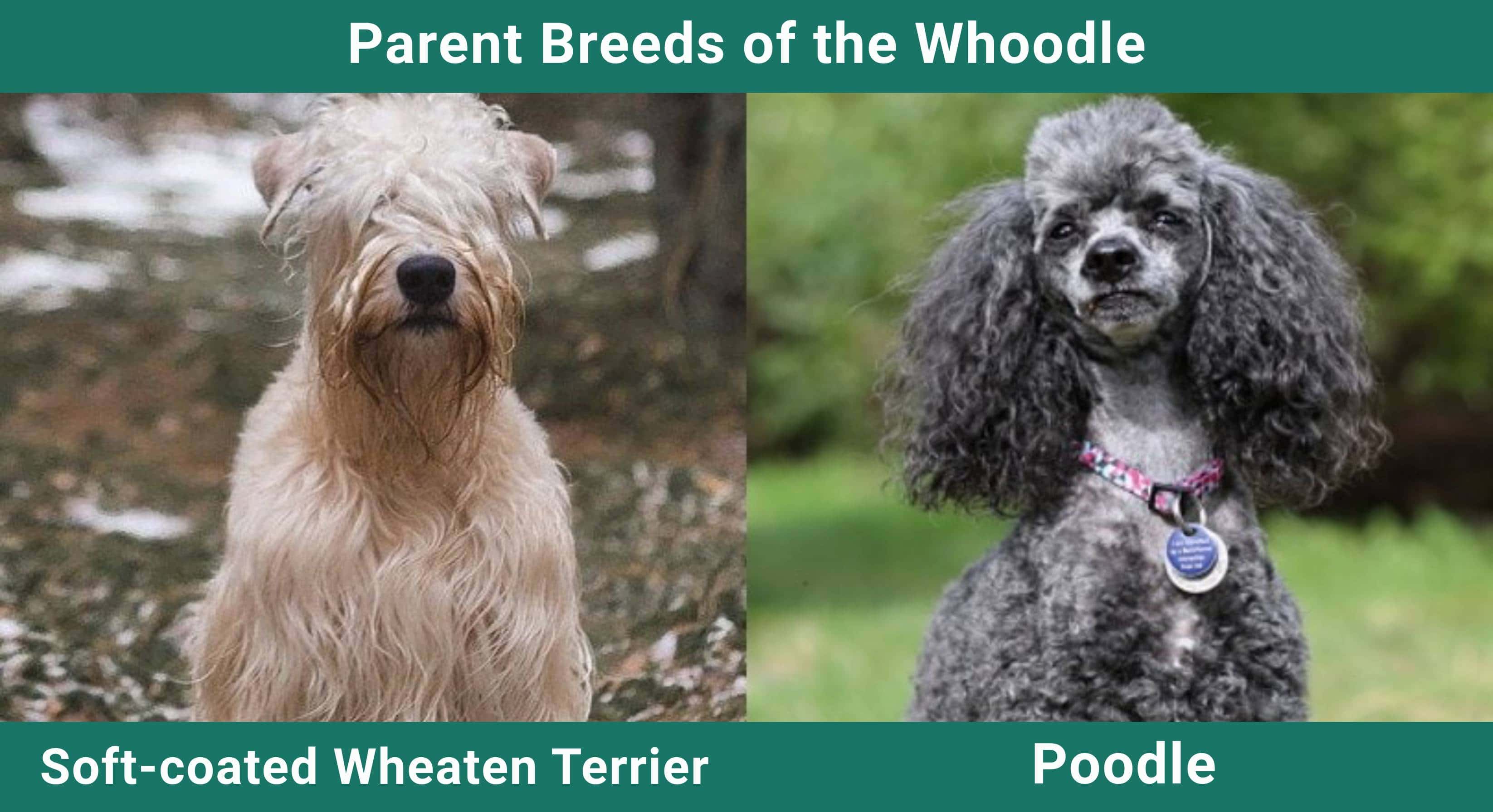 Parent_breeds_Whoodle