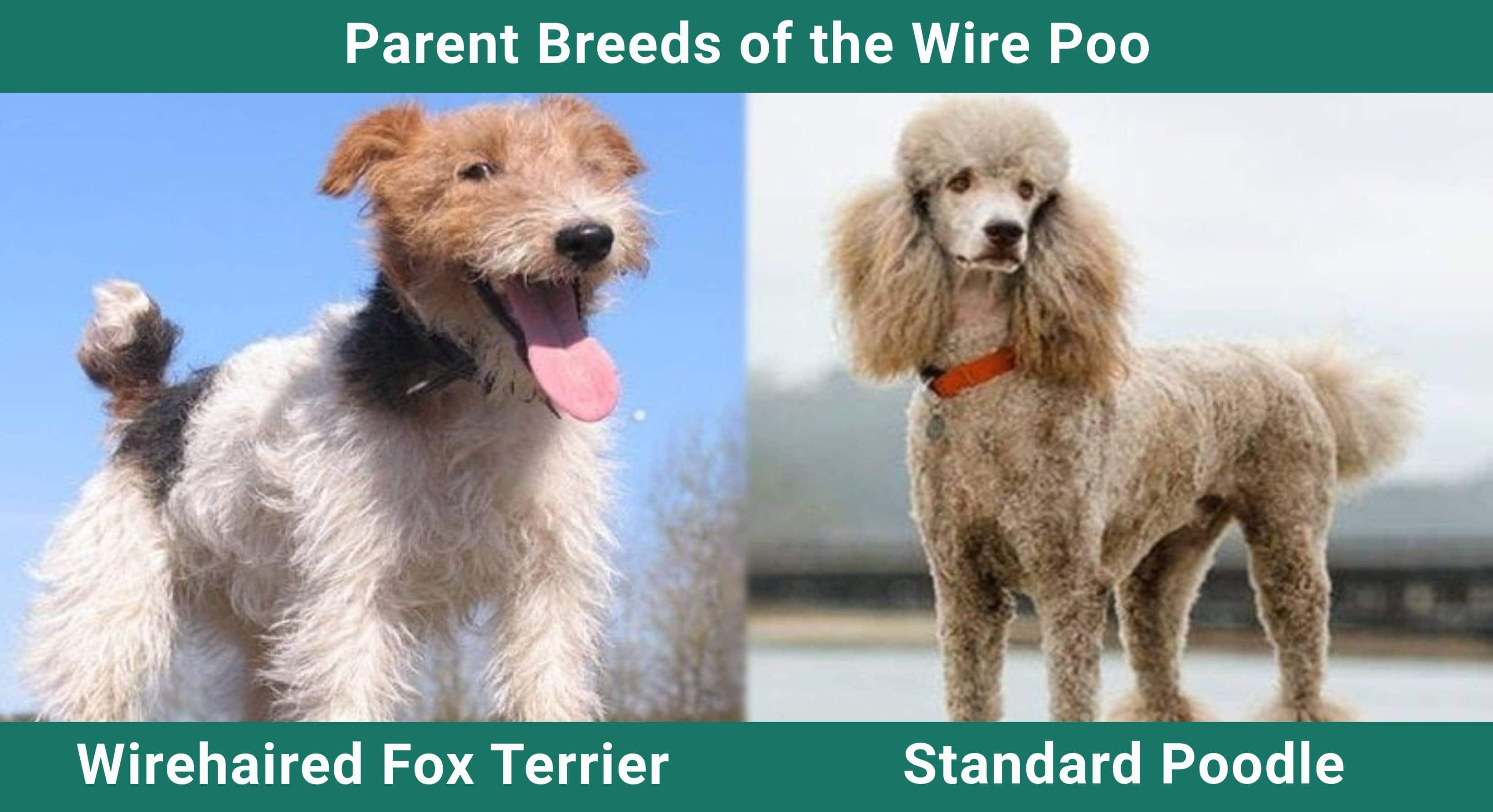 Parent_breeds_Wire-Poo