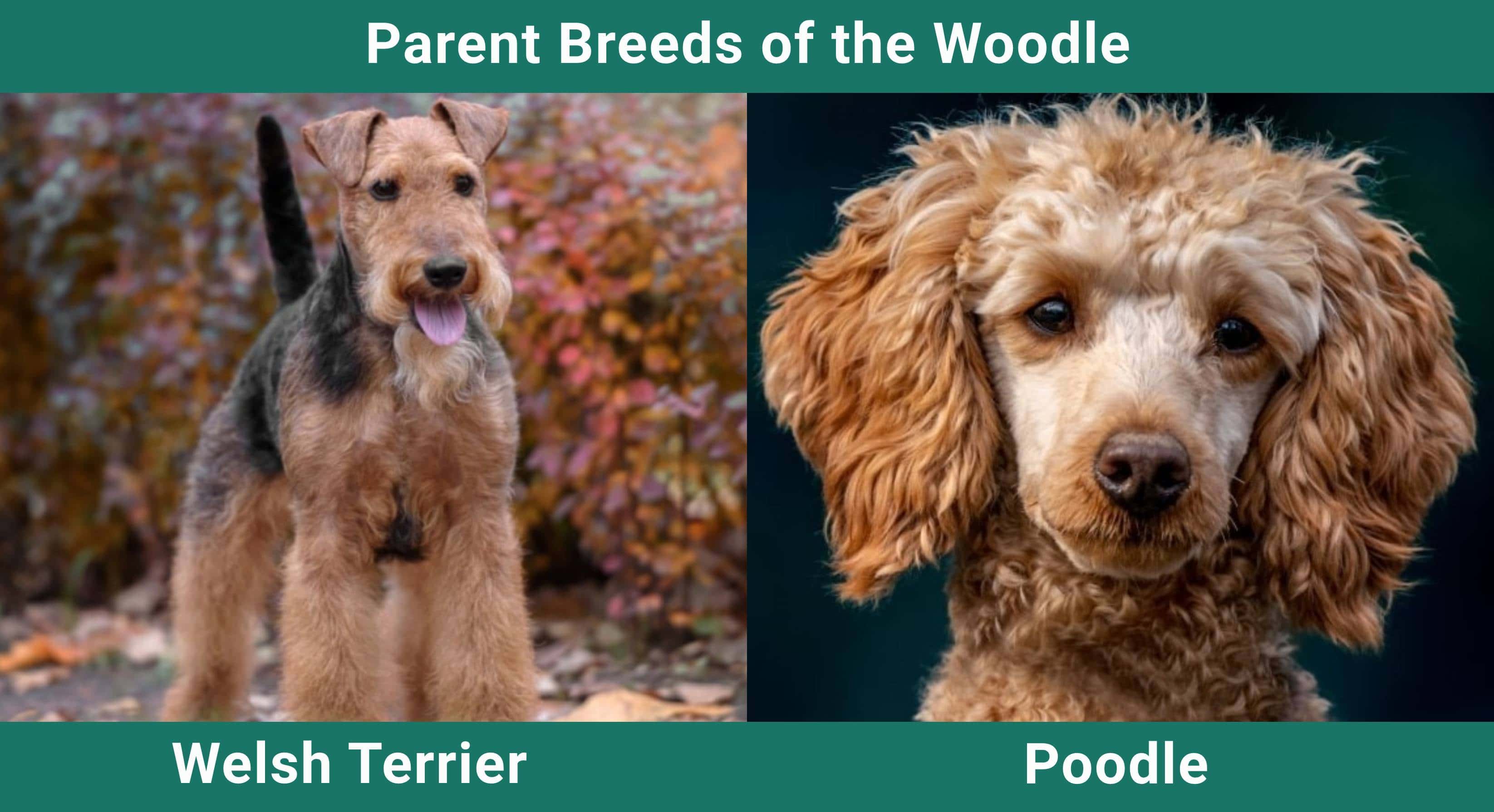 Parent_breeds_Woodle