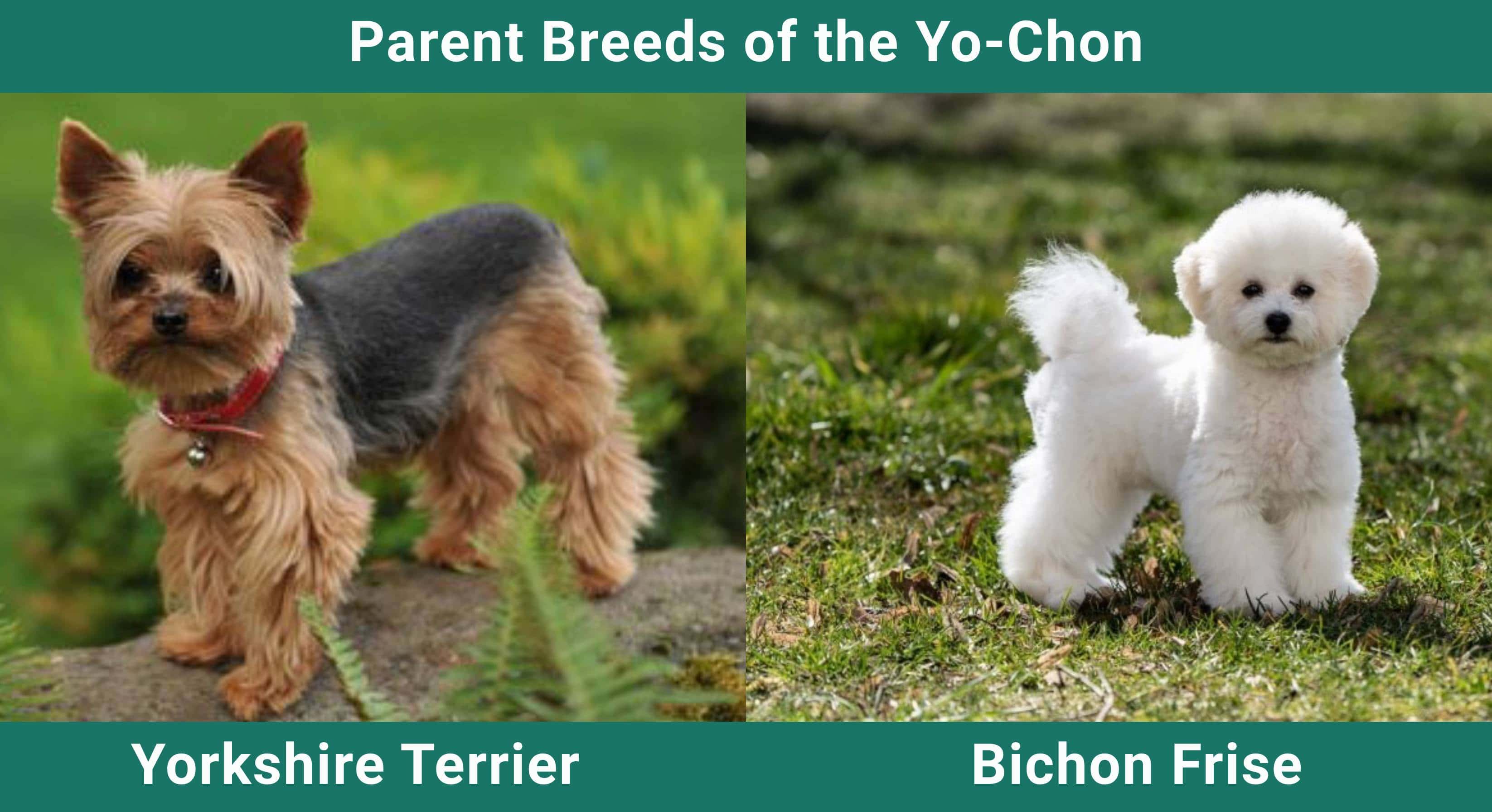 Parent_breeds_Yo-Chon