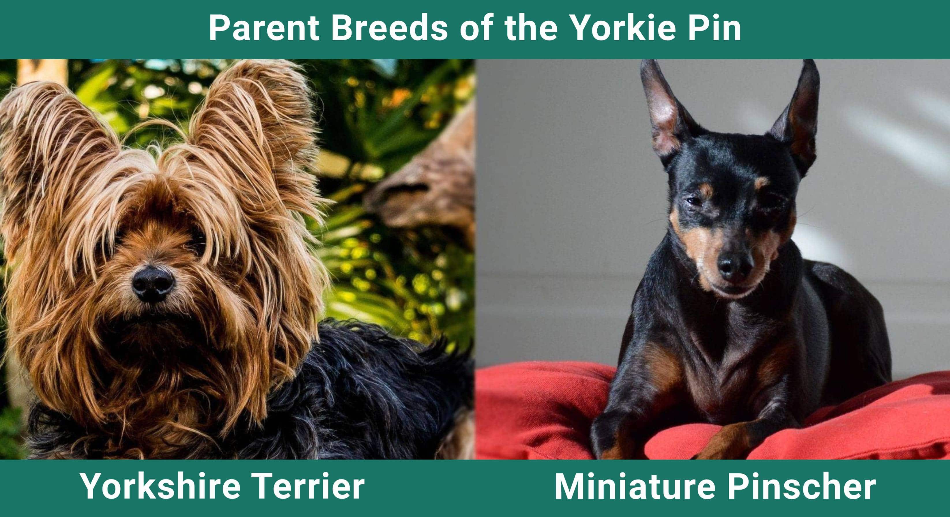 Parent_breeds_Yorkie Pin