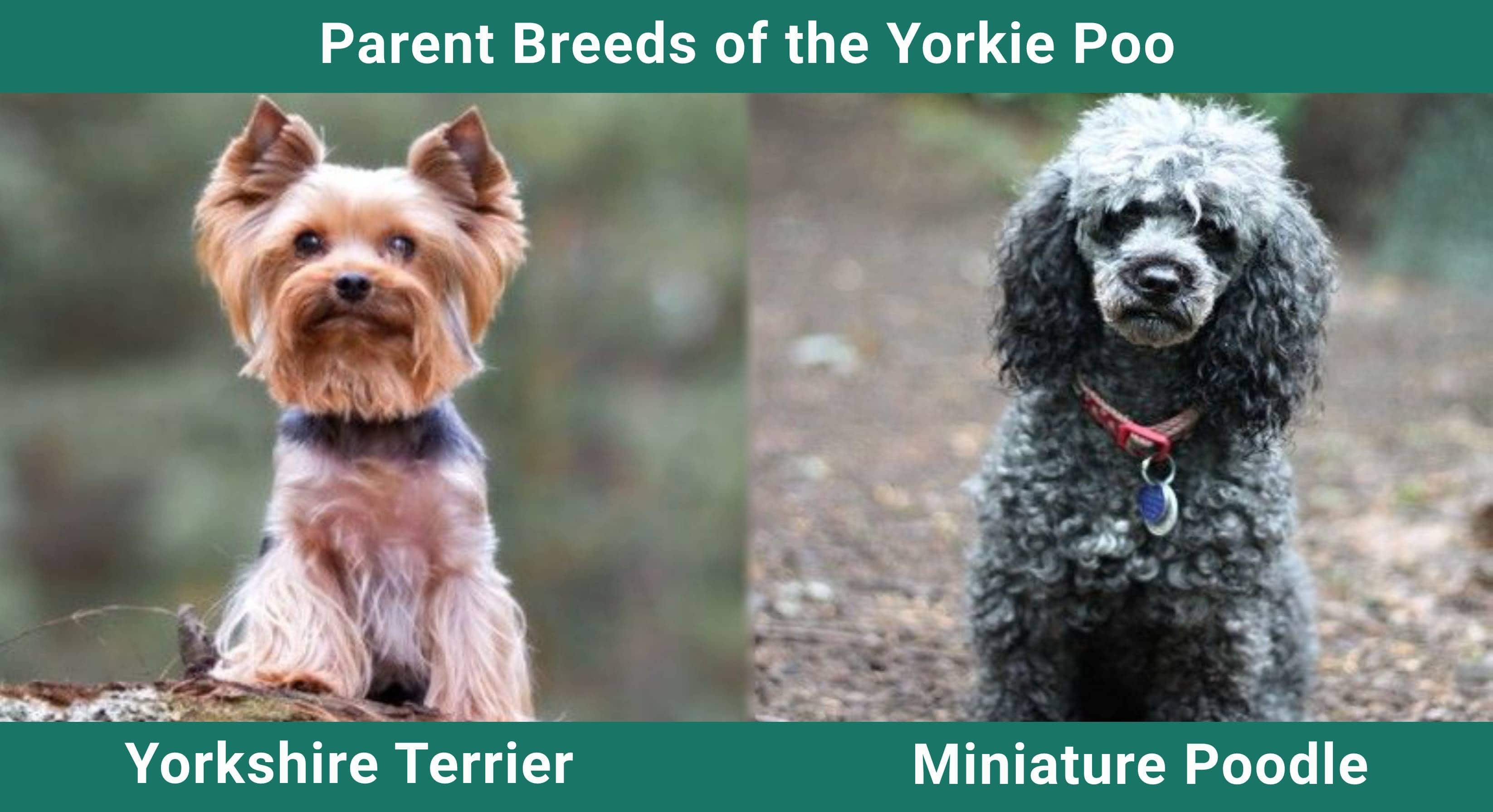 Parent_breeds_Yorkie-Poo