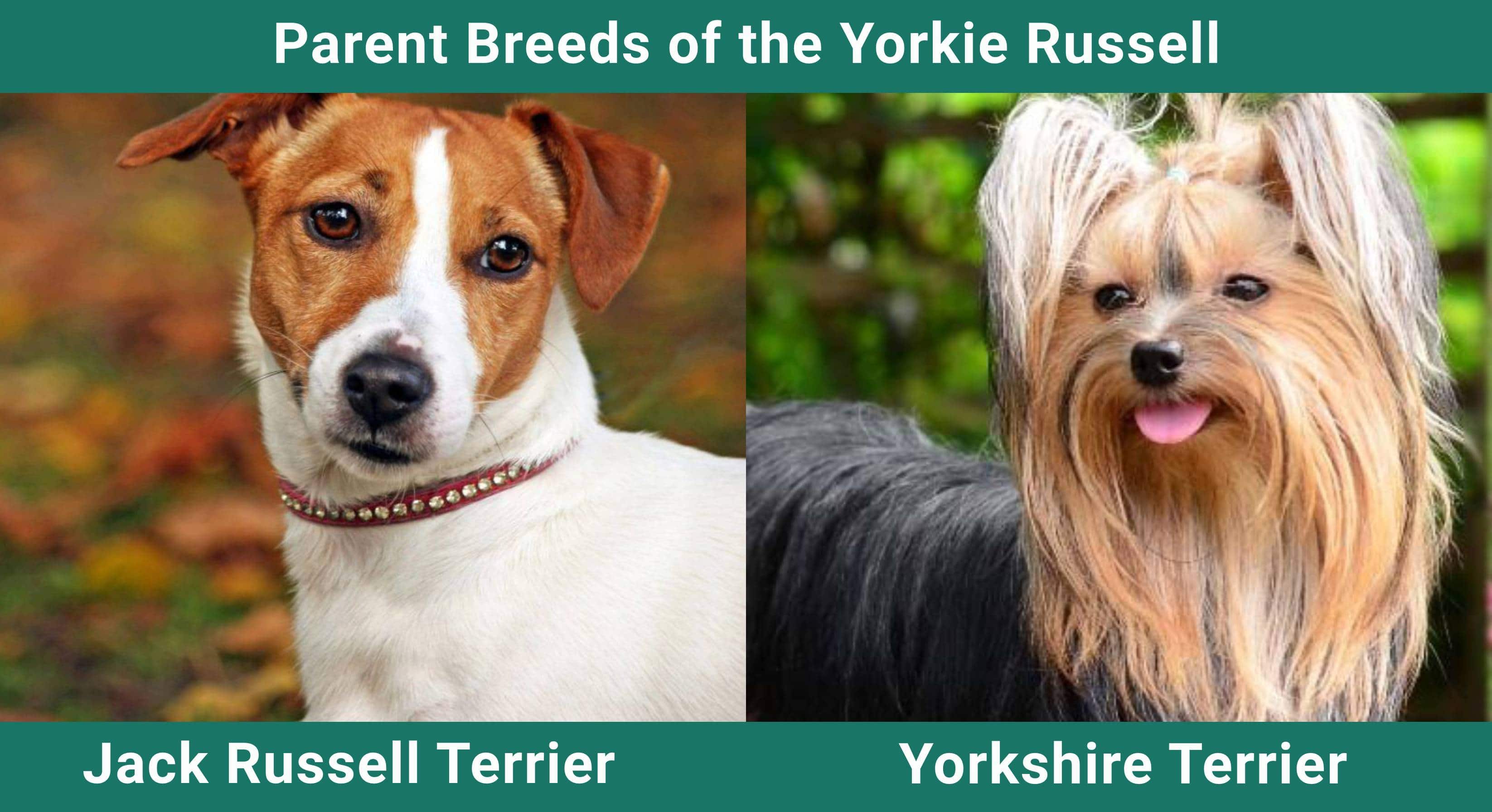 Parent_breeds_Yorkie-Russell