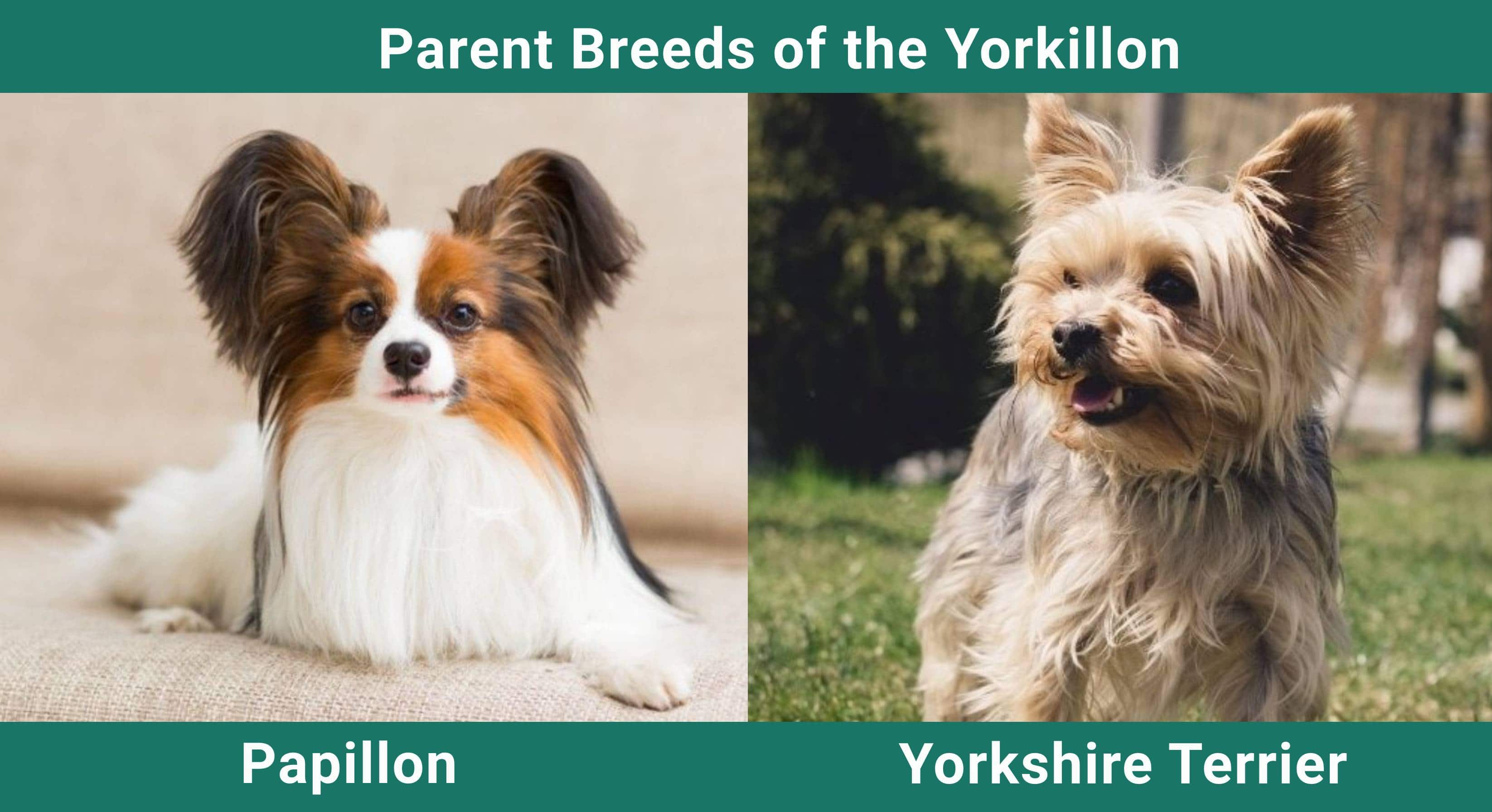 Parent_breeds_Yorkillon