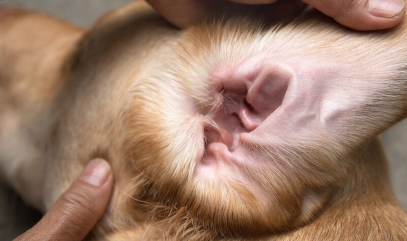 Part of pet body Interior of dog’s ear being held open for cleaning