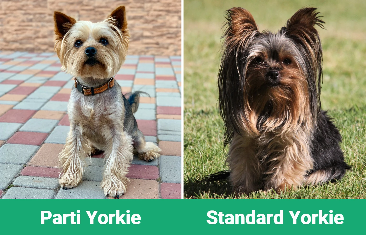 Parti Yorkie vs Standard Yorkie - Visual Differences