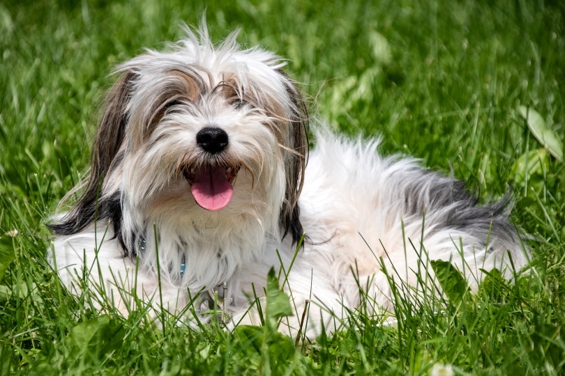 Parti yorkie dog in grass