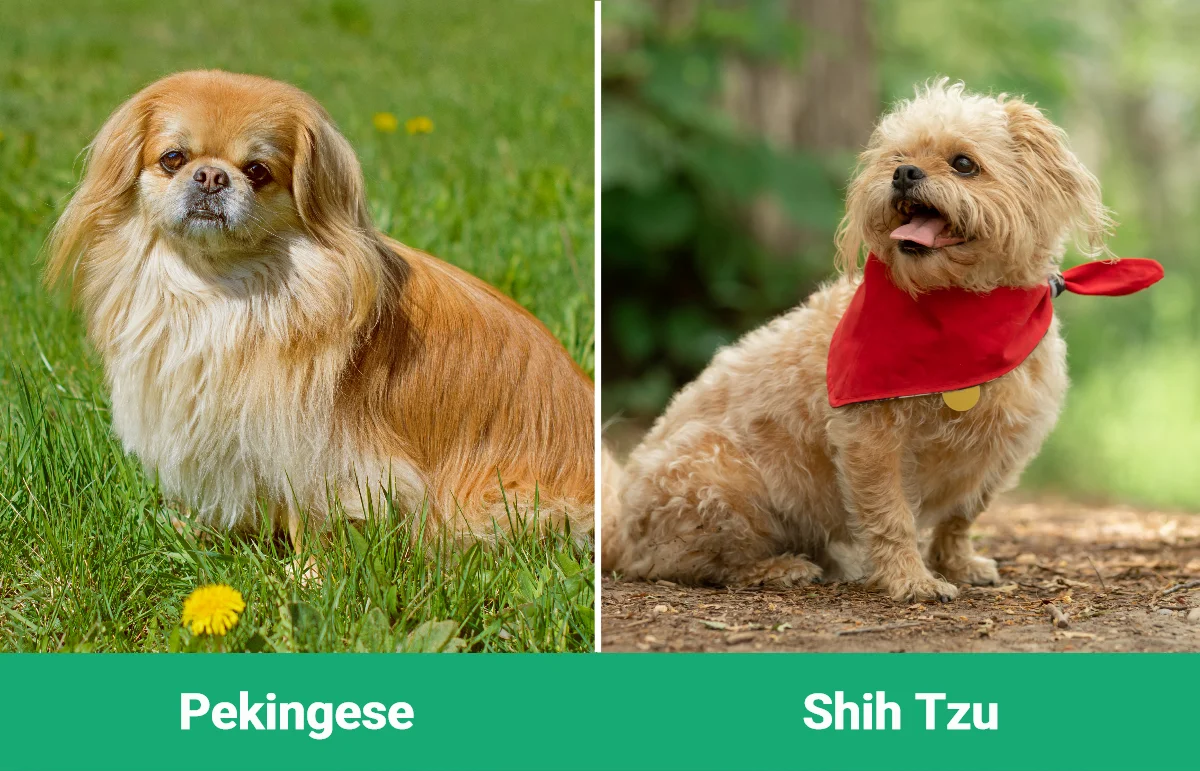 Pekingese vs Shih Tzu - Visual Differences