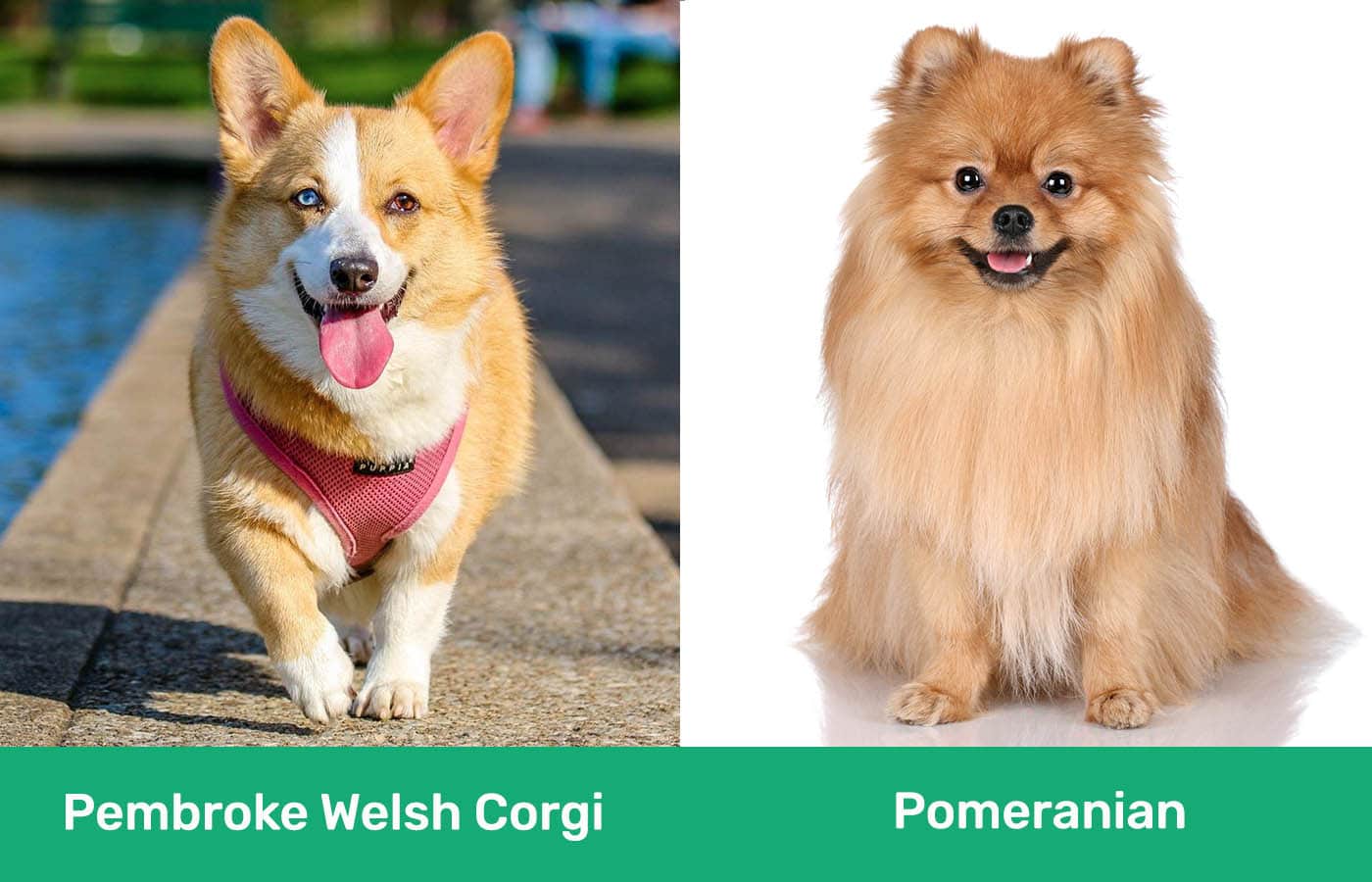 Pembroke Welsh Corgi vs Pomeranian side by side