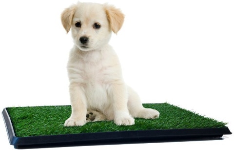 Pet Adobe Puppy Faux Grass Potty Trainer Mat