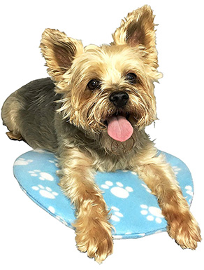 Pet Fit For Life Cooling and Heating Pad