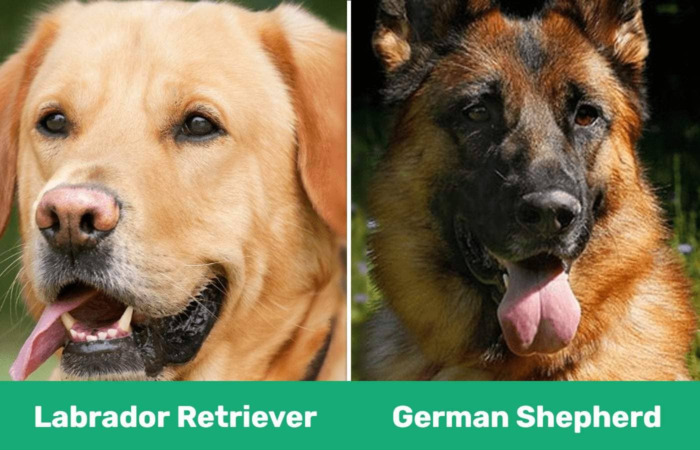 lab retriever vs german shepherd