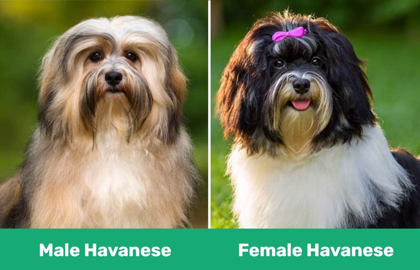 male vs female havanese