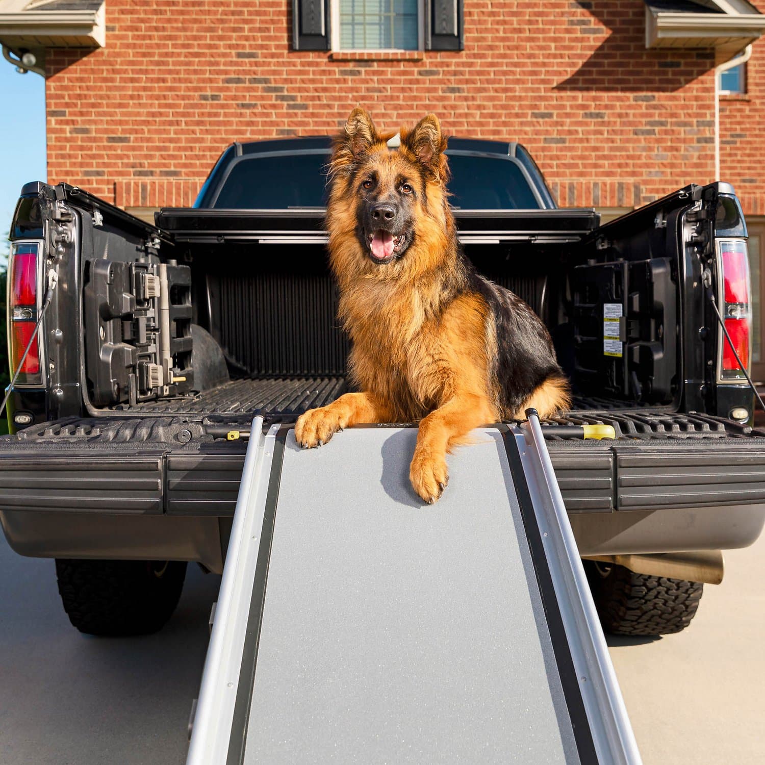 10 Best Dog Ramps For Older Dogs in 2024 - Reviews & Top Picks – Dogster
