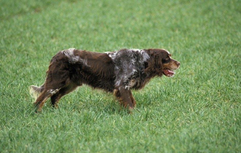 Picardy spaniel dog on grass
