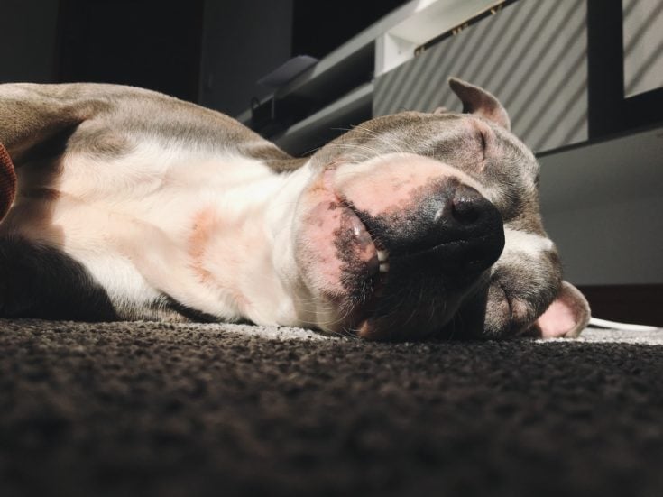 Pitbull sleeping soundly on the floor