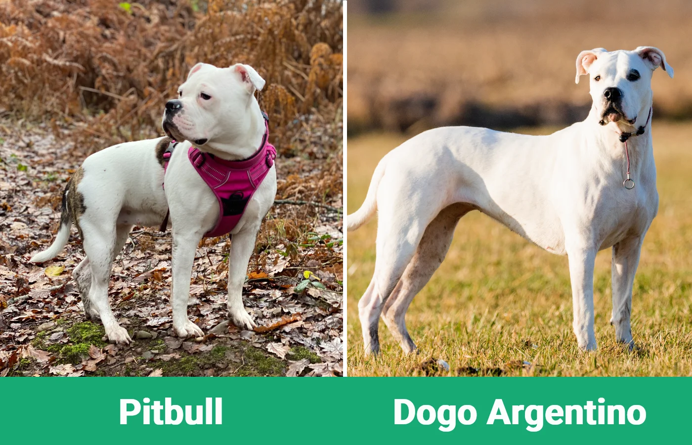 Pitbull vs Dogo Argentino - Visual Differences