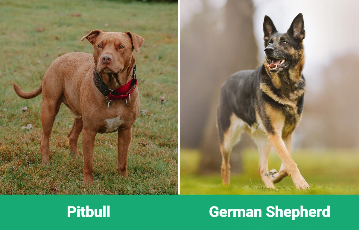 Pitbull vs German Shepherd - Visual Differences
