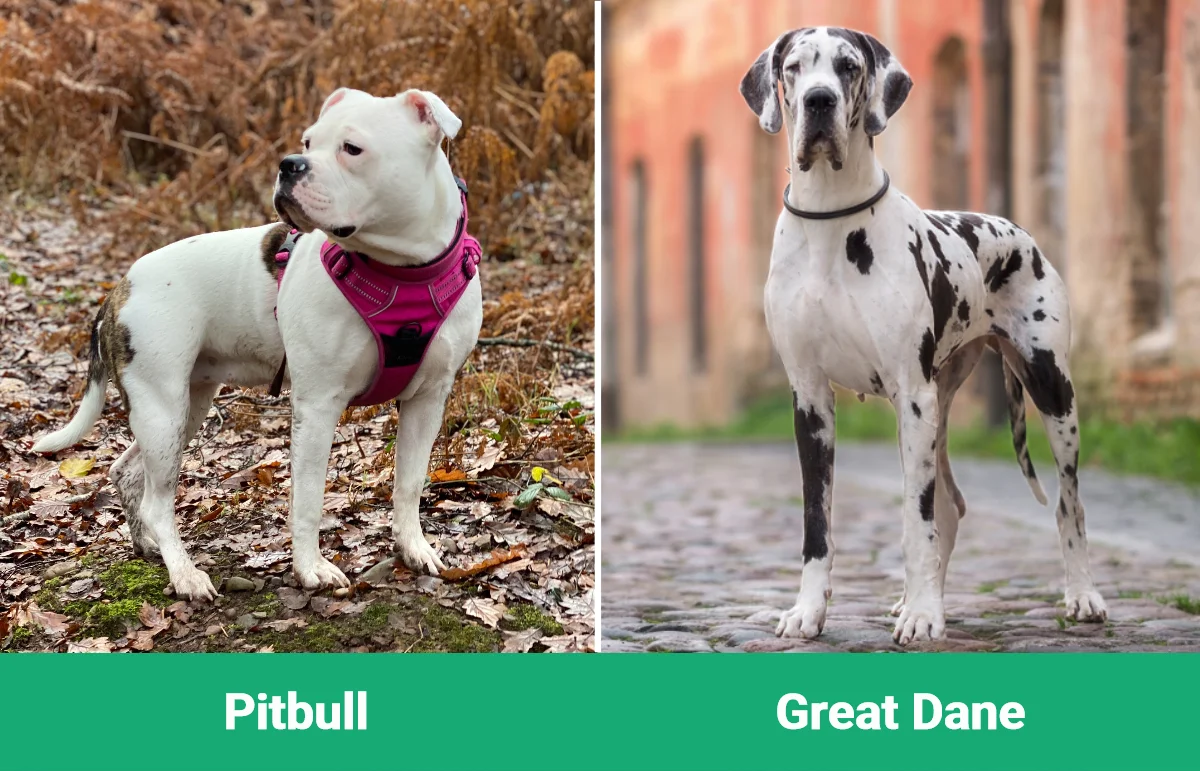 Pitbull vs Great Dane - Visual Differences