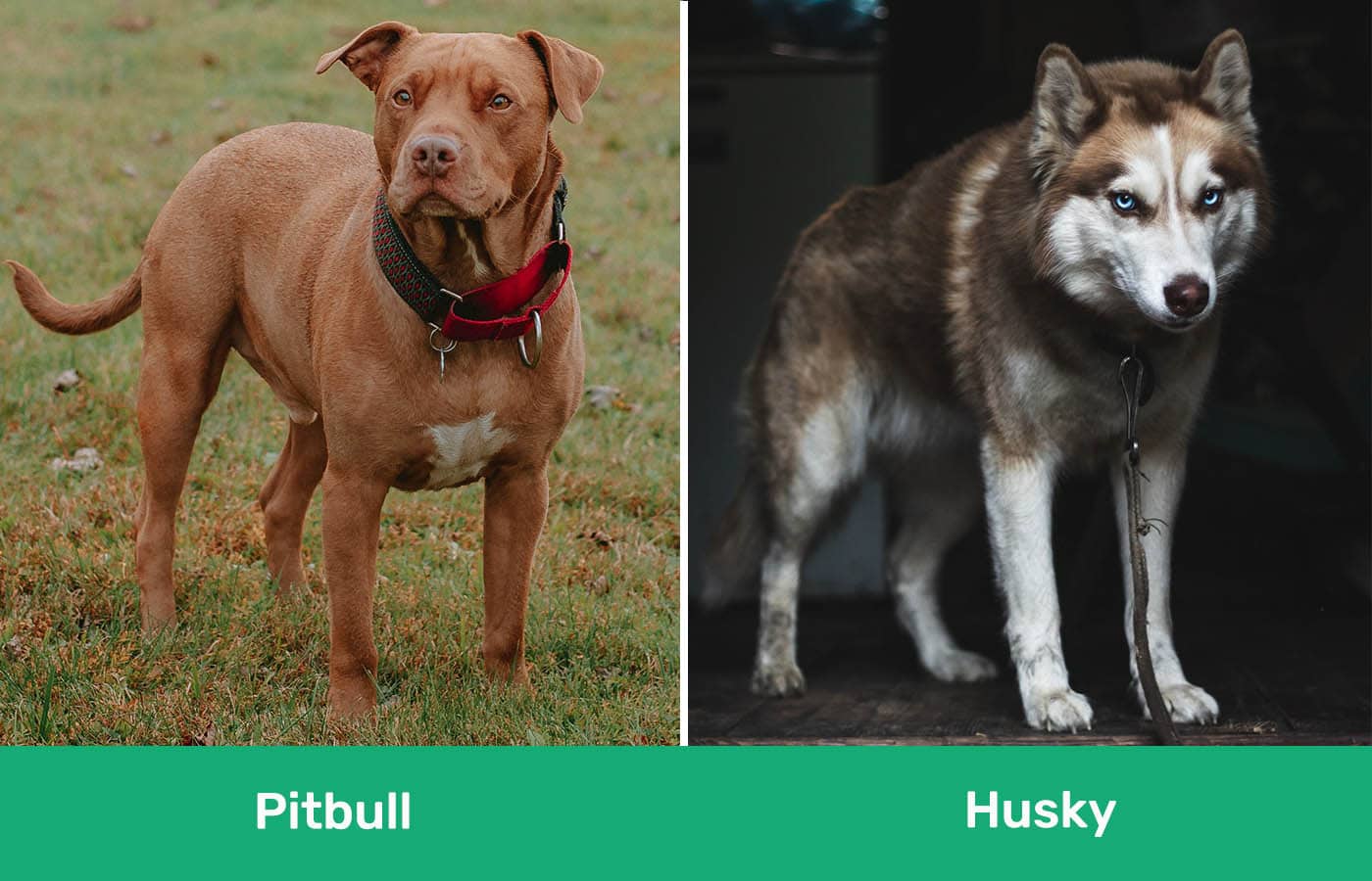 Pitbull vs Husky side by side