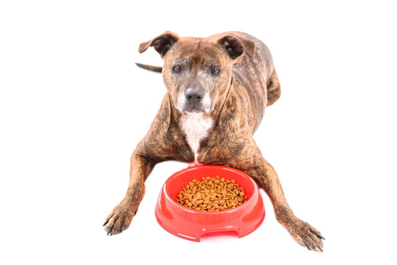Pitbull eating dry food from red plastic bowl
