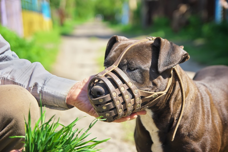 Pitbull with muzzle for training