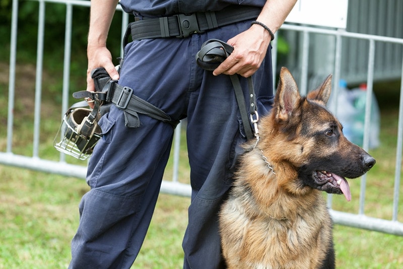 Police dog with a German shepherd dog