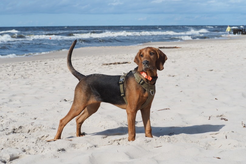 Polish hound on the beach