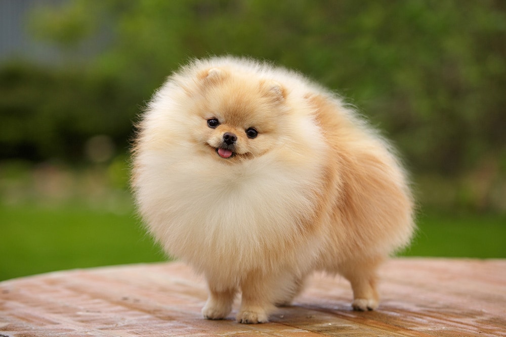 15 Adorable Short-Legged Dog Breeds (with Pictures) – Dogster