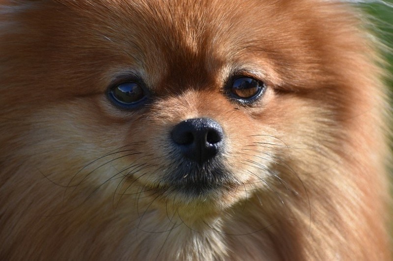 Pomeranian Spitz face close up