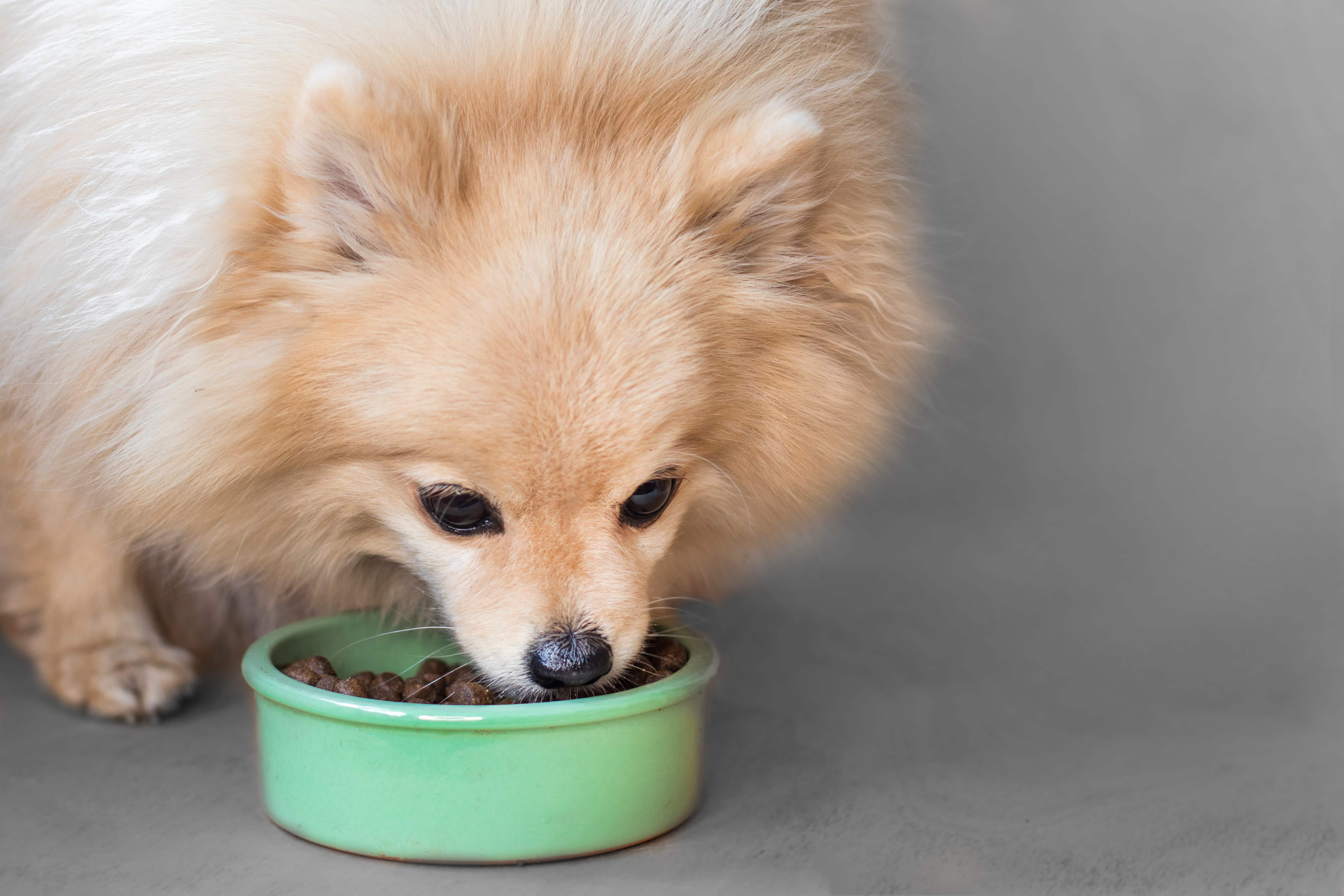 Pomeranian eating dry food from green bowl