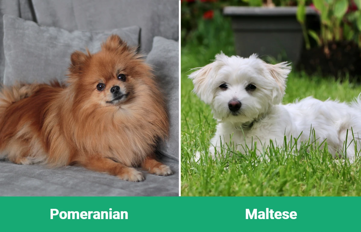 Pomeranian vs Maltese - Visual Differences