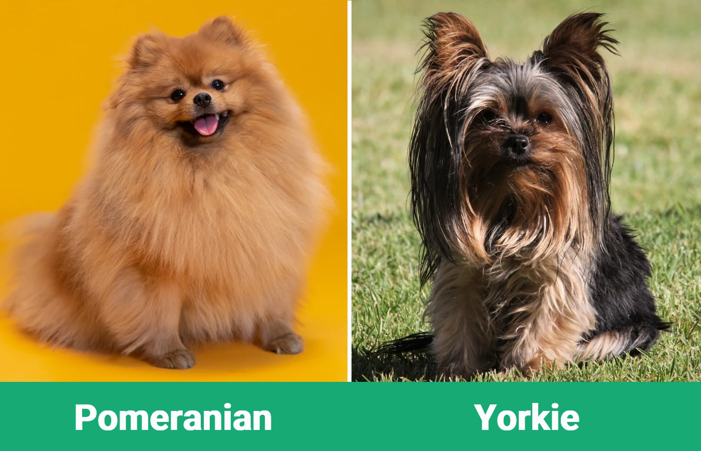 Pomeranian vs Yorkie or Yorkshire Terrier - Visual Differences