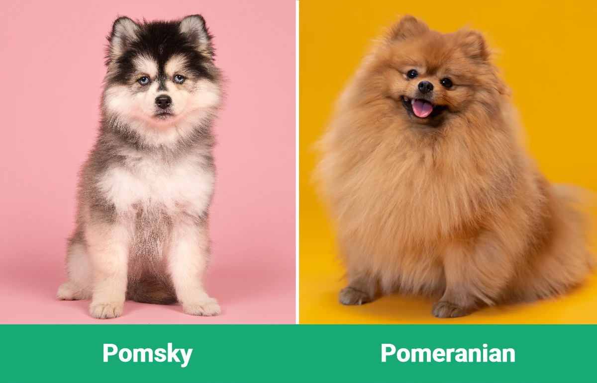 Pomsky vs Pomeranian - Visual Differences