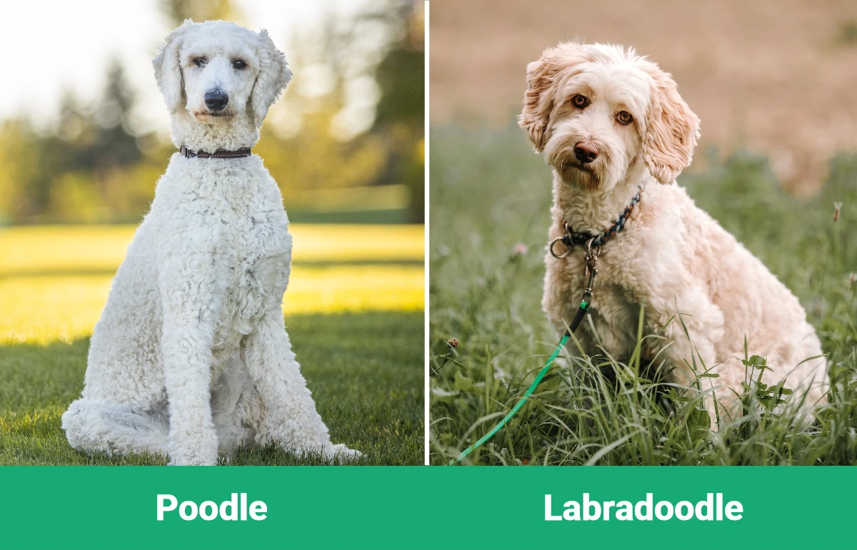 Poodle vs Labradoodle - Visual Differences