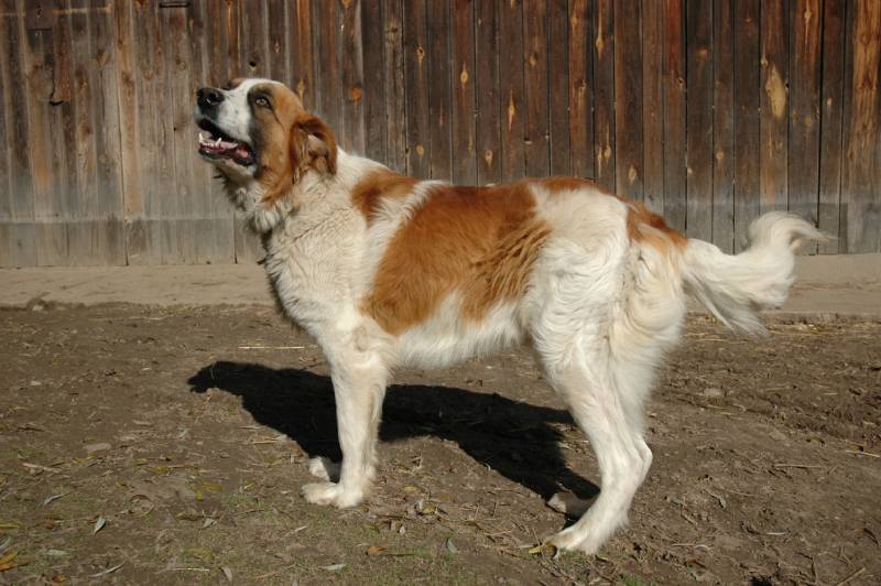 Portrait of a beautiful Saint Bernard dog standing outdoors