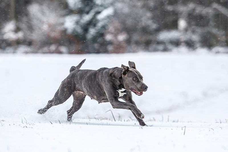 Portrait of a beautiful grey female pitbull dog having fun and running across the snow in winter outdoors