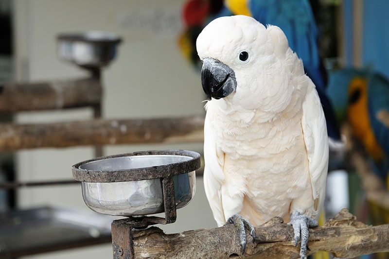 Portrait of moluccan cockatoo