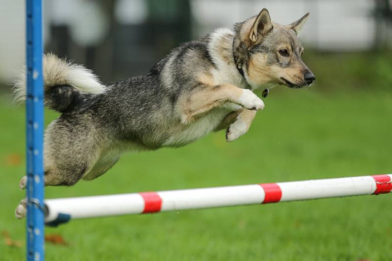 Portrait of typical Swedish Vallhund dog jumping during an agility training