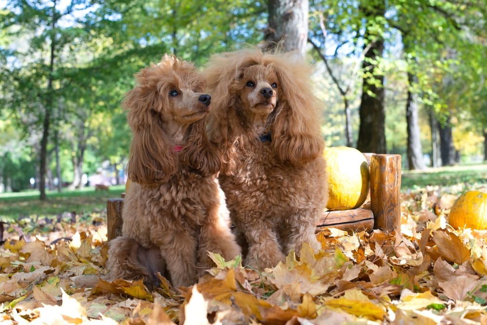 Portrait two Beautiful little toy apricot poodle outdoors in the autumn leaf
