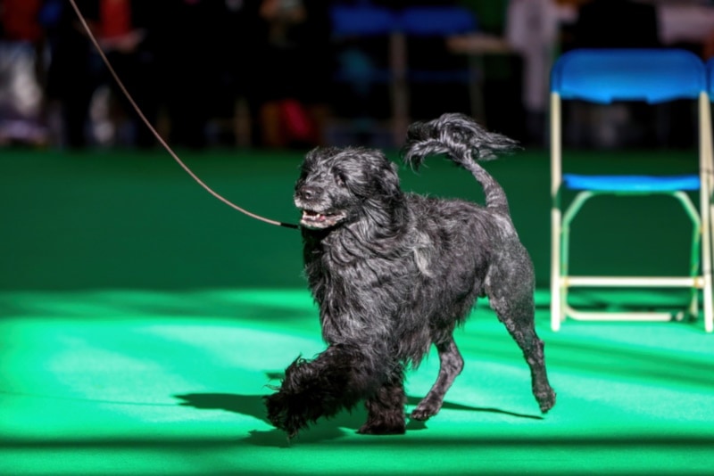 Portuguese Water Dog at a dog show_