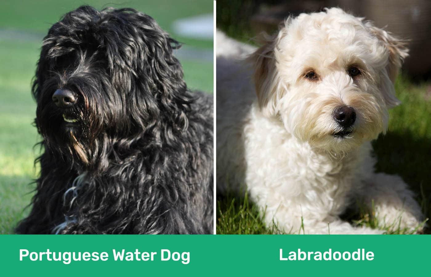 Portuguese Water Dog vs Labradoodle side by side