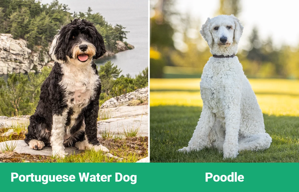 Portuguese Water Dog vs Poodle - Visual Differences