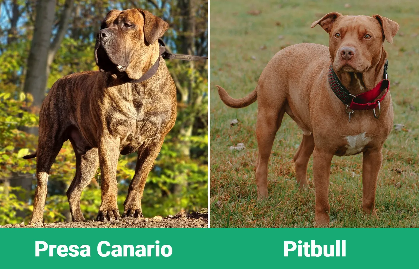 Presa Canario vs Pitbull - Visual Differences