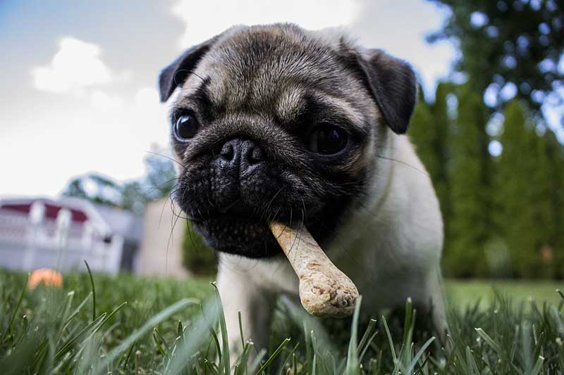 Pug chewing on bone chew