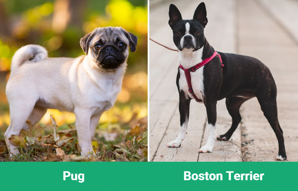 Pug vs Boston Terrier - Visual Differences