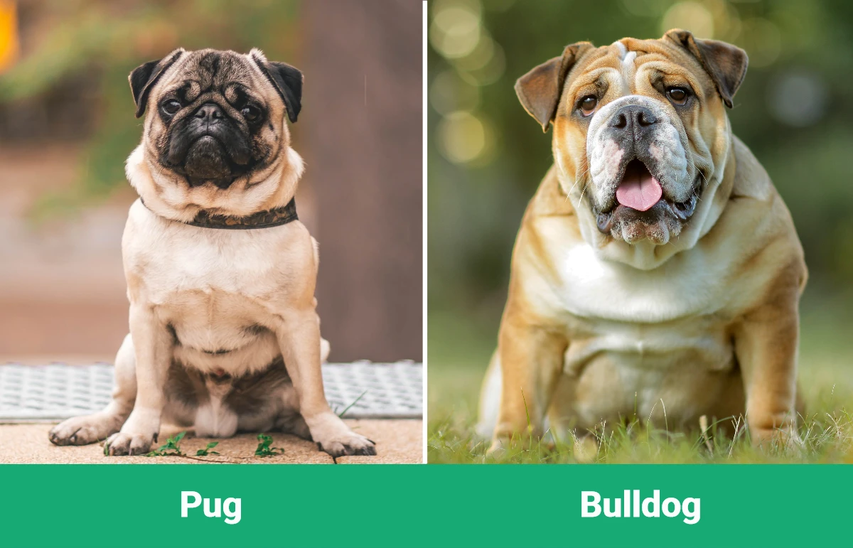 Pug vs Bulldog - Visual Differences