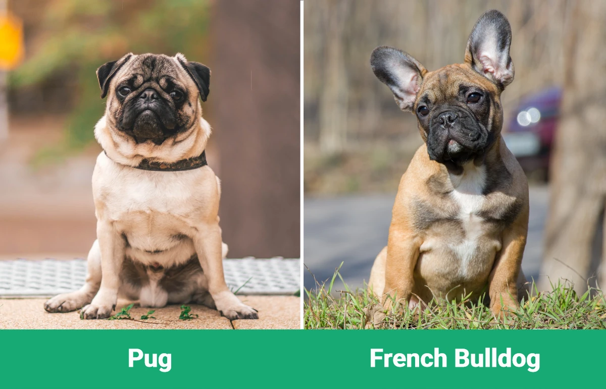Pug vs French Bulldog - Visual Differences